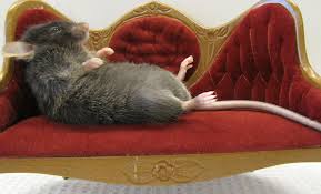 couch sharing --- the early Airbnbing