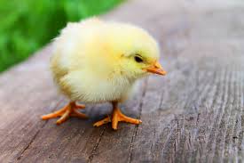chicken chick