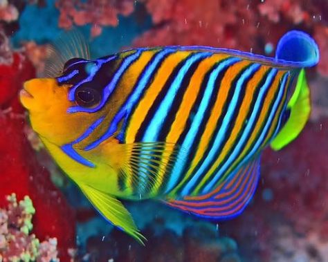Colorful fish