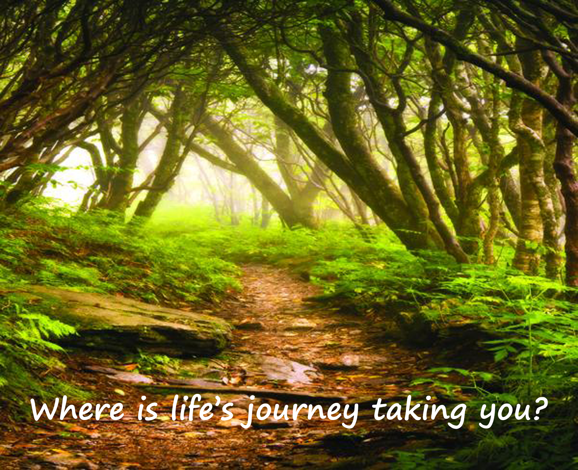 Forest path trees above with text